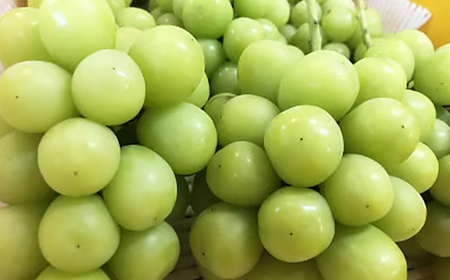 【たかやしろファーム】 シャインマスカットスパークリング 720ml【1495153】