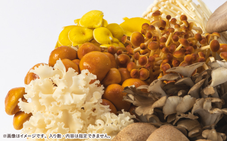 キノコでカラダを整える!新鮮おいしいきのこセット大(10種以上を13パック以上お届け!)【配送不可地域：離島】【1330948】