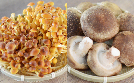 椎茸の佃煮＆四種のきのこの炊き込みご飯の素セット(4パックセット)【1384288】