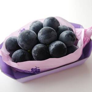厳選!濃厚大房ナガノパープル　秀品　1房(約600g)【配送不可地域：離島】【1234909】