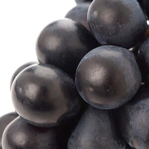 厳選!濃厚大房ナガノパープル　秀品　1房(約600g)【配送不可地域：離島】【1234909】