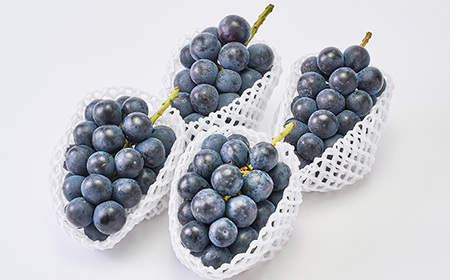 2026年発送「産地より信州中野の旬をお届け」 ナガノパープル　贈答用　約1.8kg【配送不可地域：離島】【1311112】