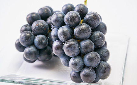 2026年発送「産地より信州中野の旬をお届け」 ナガノパープル　贈答用　約1.8kg【配送不可地域：離島】【1311112】