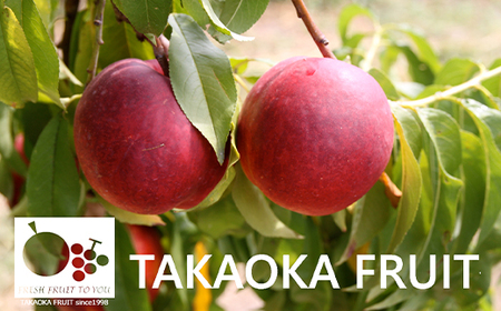 高丘フルーツの長野県産「ネクタリン」贈答用　約3Kg【配送不可地域：離島】【1407569】