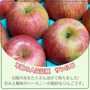 信州りんご サンふじ(2段)計9.6kg～10kg 家庭用【1508408】