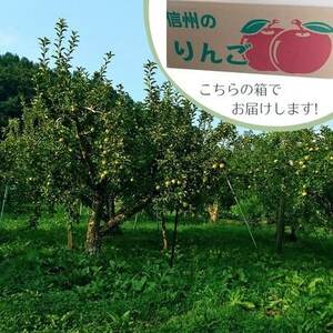 信州りんご サンふじ(2段)計9.6kg～10kg 家庭用【1508408】