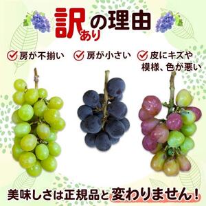 〈2025年先行受付〉訳あり ぶどう 房 2種以上 食べ比べ2パック(計800g以上) 信州丸幸農園【配送不可地域：離島・沖縄県】【1525235】