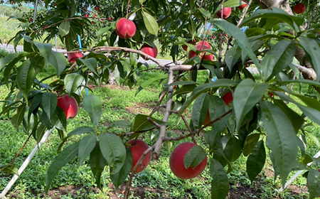 【2026年発送】フルーツ王国　長野県信州直送　ワッサークイン　約3kg(9～12玉)【配送不可地域：離島】【1530502】