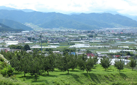 【2026年発送】フルーツ王国　長野県信州直送　ワッサークイン　約3kg(9～12玉)【配送不可地域：離島】【1530502】