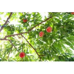 【2026年発送】フルーツ王国　長野県信州直送「旬な桃」　あかつき　約5kg(13～16玉)【配送不可地域：離島】【1530515】