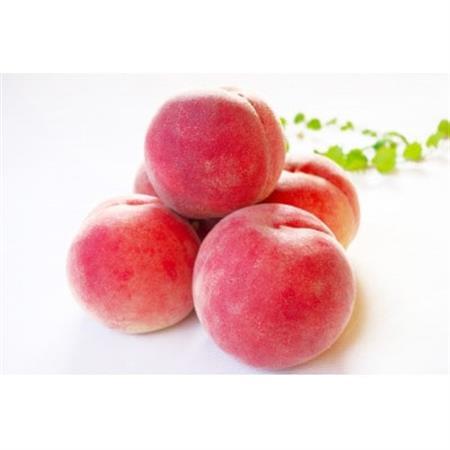 【2026年発送】フルーツ王国　長野県信州直送　桃　川中島白鳳　約3kg(9～12玉)【配送不可地域：離島】【1530523】