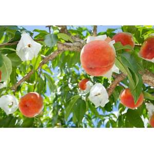 【2026年発送】フルーツ王国　長野県産　北信州　桃　なつっこ　約3kg(9～12玉)【配送不可地域：離島】【1530561】