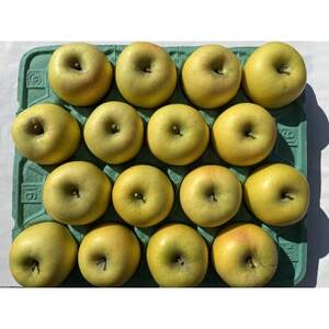 シャキシャキ!サクサク!シナノゴールド 約5kg【1539933】