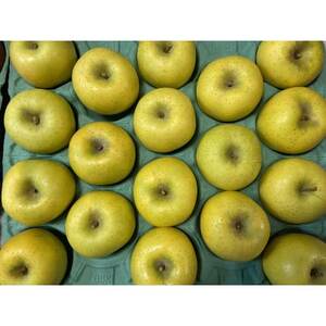 シャキシャキ!サクサク!シナノゴールド 約5kg【1539933】