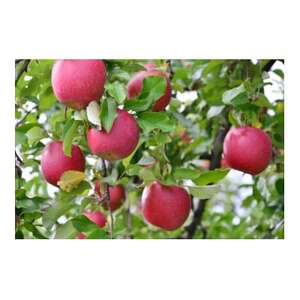 【2026年発送】フルーツ王国　長野県産 りんご　サンつがる 約3kg(7～11玉程度)【1541894】