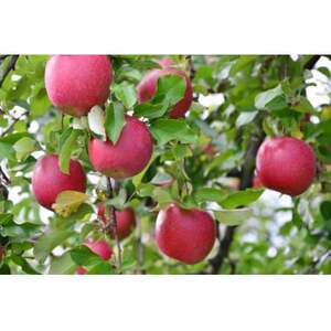 【2026年発送】フルーツ王国 長野県産 りんご 紅玉(こうぎょく) 約3kg(7~11玉程度)【1541927】