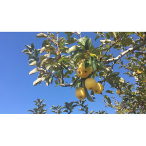 長野県産 りんご シナノゴールド 約1.5kg(3~5玉程度)【1541949】