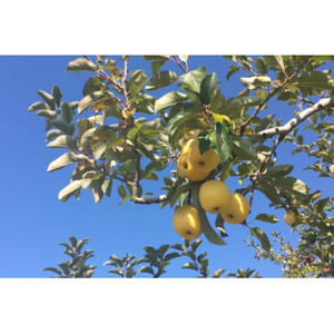 長野県産 りんご シナノゴールド 約10kg(20~30玉程度)【1541955】