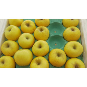 長野県産 りんご シナノゴールド 約10kg(20~30玉程度)【1541955】