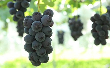 【2026年先行受付】フルーツ王国信州産地直送 皮ごと食べられるナガノパープル 約1kg(1~3房)【配送不可地域:離島】【1541964】