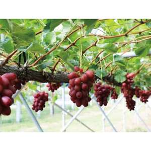 【2026年発送】長野限定　信州産　産地直送　クイーンルージュ(赤ぶどう)　約2kg(2～5房)【配送不可地域：離島】【1541972】