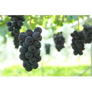 【2026年発送】信州産　産地直送　大粒ぶどうの代表品種　種なし巨峰　約5kg(4～10房)【配送不可地域：離島】【1541980】