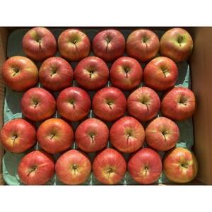 シャキッ!甘～い!小玉 食べきりサイズ!シナノスイート 約10kg 信州りんご【1544371】