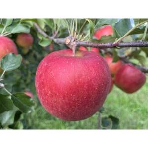 シャキッ!甘～い!小玉 食べきりサイズ!シナノスイート 約10kg 信州りんご【1544371】