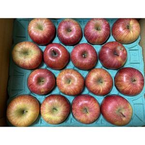 シャキッ!甘～い!シナノスイート 家庭用 約5kg【1550099】