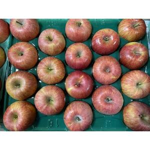 シャキッ!甘～い!シナノスイート 家庭用 約10kg【1550100】