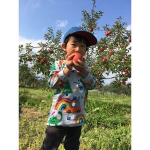 シャキッ!甘～い!シナノスイート 家庭用 約10kg【1550100】