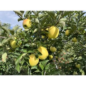 シャキシャキ!サクサク!シナノゴールド贈答用 約3kg【1550106】