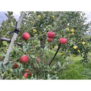 シナノスイート、シナノゴールド詰合せ 約5kg【1551867】