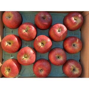 シャキシャキッ!完熟サンふじ 贈答用 約10kg【1558029】