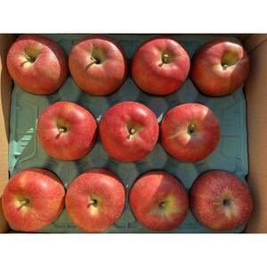 シャキシャキッ!完熟サンふじ 贈答用 約10kg【1558029】