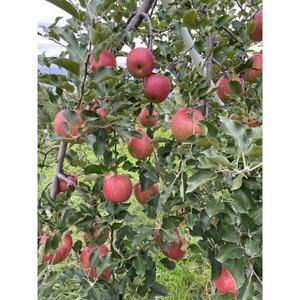 シャキシャキッ!完熟サンふじ 約5kg【1558030】