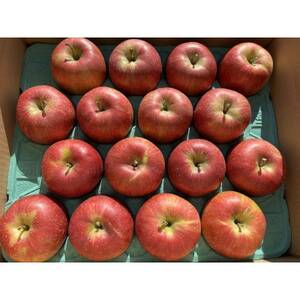 シャキシャキッ!完熟サンふじ 約10kg【1558031】