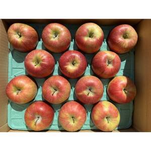 シャキシャキッ!完熟サンふじ 約10kg【1558031】