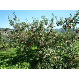 シャキシャキッ!完熟サンふじ 約10kg【1558031】