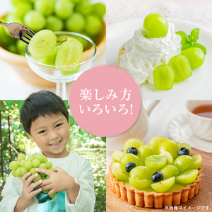 【発送月固定定期便】〈2026年発送〉シャインマスカット2房1kg以上　JA中野市から直送全2回【配送不可地域：離島】【4059319】