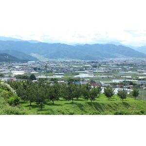 【2026年発送】産地直送　信州中野産　さくらんぼ　紅秀峰　 ハート箱　約300g【配送不可地域：離島】【1569844】