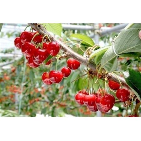 【2026年発送】フルーツ王　信州中野産　さくらんぼ　香夏錦　約1.2kg(約100g×12パック)【配送不可地域：離島】【1569859】