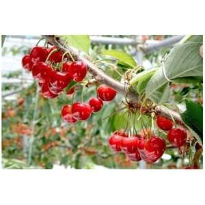 【2026年発送】フルーツ王国　信州中野産　さくらんぼ　紅秀峰　約300g(約100g×3パック)【配送不可地域：離島】【1569948】