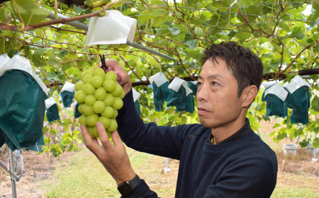 【2025年発送】長野県生まれの新しいぶどうクイーンルージュ(R)2房(800g以上)中野市から直送【配送不可地域：離島】【1570785】