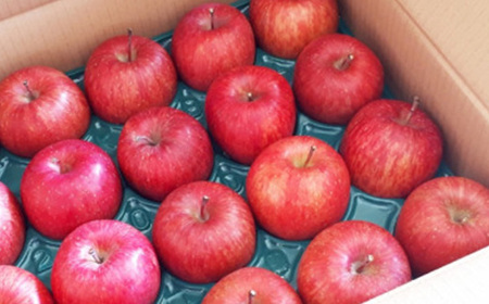 【家庭用】りんごの王様　長野県産 りんご　サンふじ　約1.5kg(3～5玉程度)【1574729】