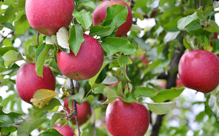 【家庭用】りんごの王様　長野県産 りんご　サンふじ　約5kg(10～18玉程度)【1574736】