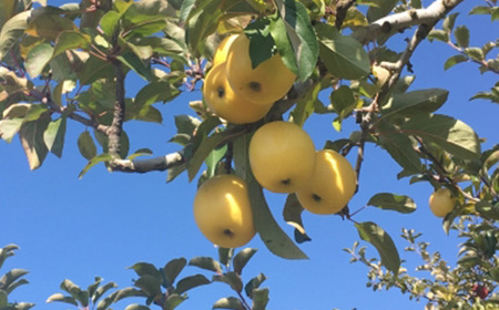 【家庭用】 長野県産 りんご シナノゴールド 約3kg(7～11玉程度)【1574746】