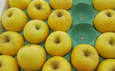 【家庭用】 長野県産 りんご シナノゴールド 約5kg(10~18玉程度)【1574749】