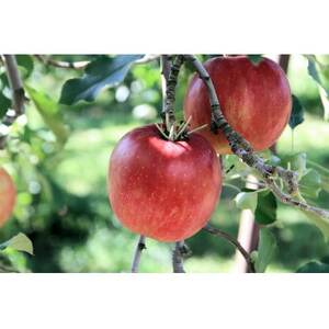 長野県　北信州のりんご　約2kg(4～8玉)おまかせ2品種　贈答におすすめ【1575325】