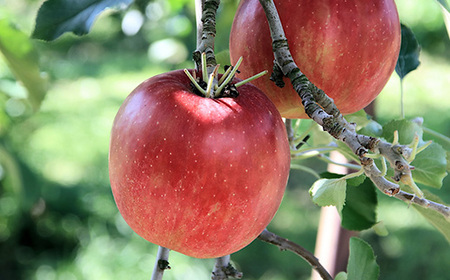 家庭用　長野県北信州のりんご　約10kg(20～30玉)おまかせ2品種【1575400】